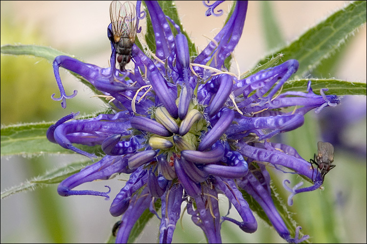 Image of Horned rampion