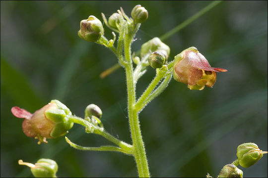 Imagem de Scrophularia scopolii Hoppe