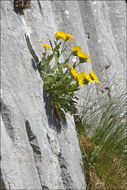 Image of woolly hawkweed