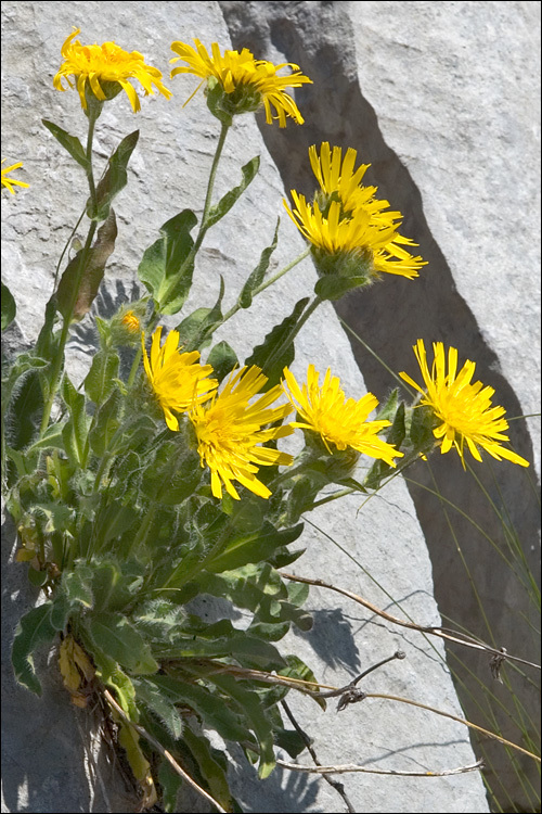 Image of woolly hawkweed