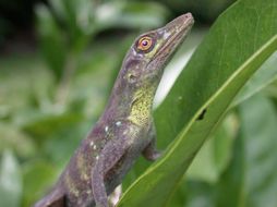 Image of Banded Tree Anole