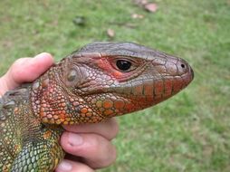 Image of Northern caiman lizard