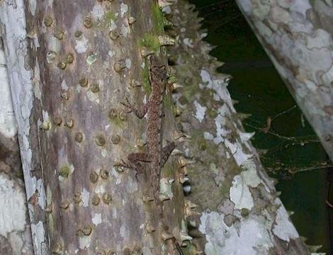 Image of Common Forest Anole