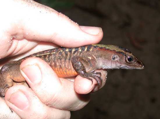 Image of Ameiva Lizard