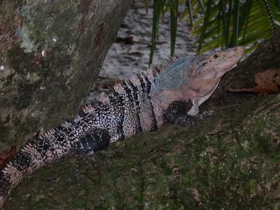 Image of Black Iguana