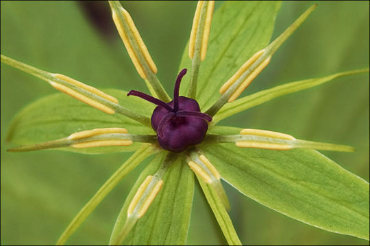 Image of herb Paris