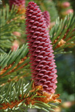 Image of Norway spruce