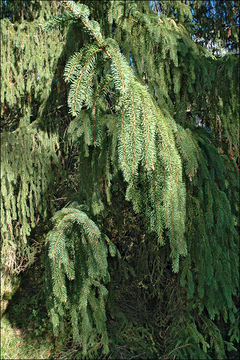 Image of Norway spruce