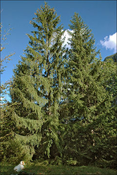 Image of Norway spruce