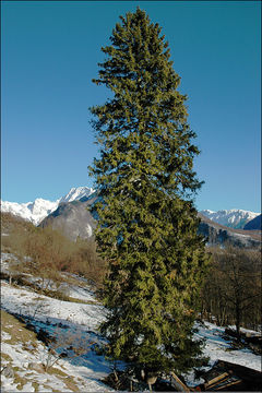 Image of Norway spruce