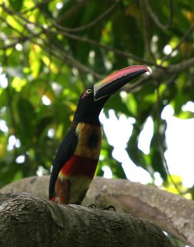 Image of Fiery-billed Aracari