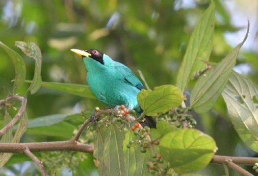 Image of Green Honeycreeper