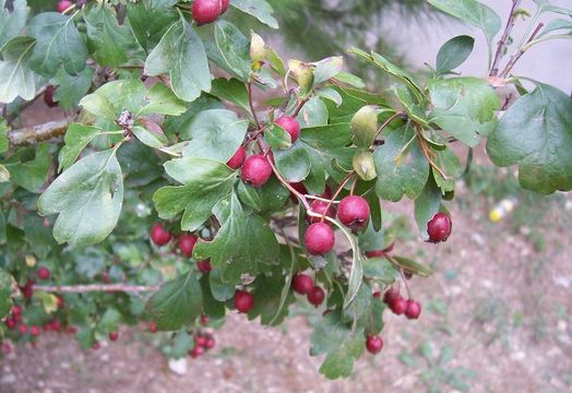 Imagem de Crataegus laevigata (Poir.) DC.