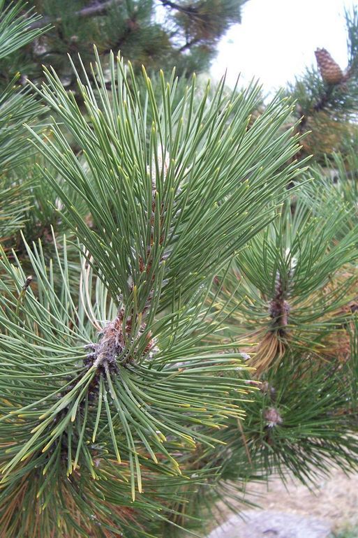 Image of Black Pine