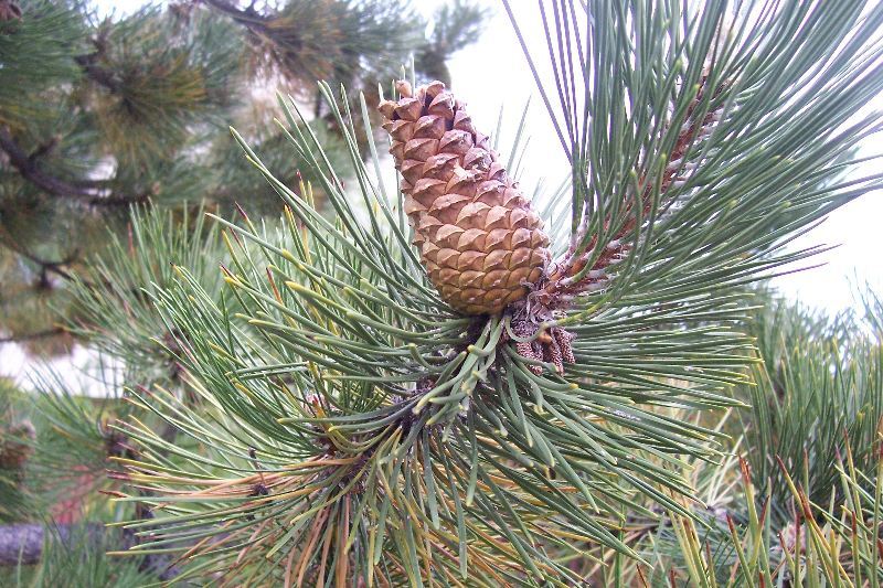 Image of Black Pine