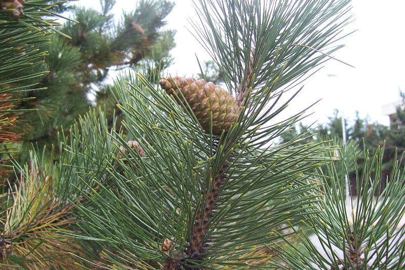 Image of Black Pine