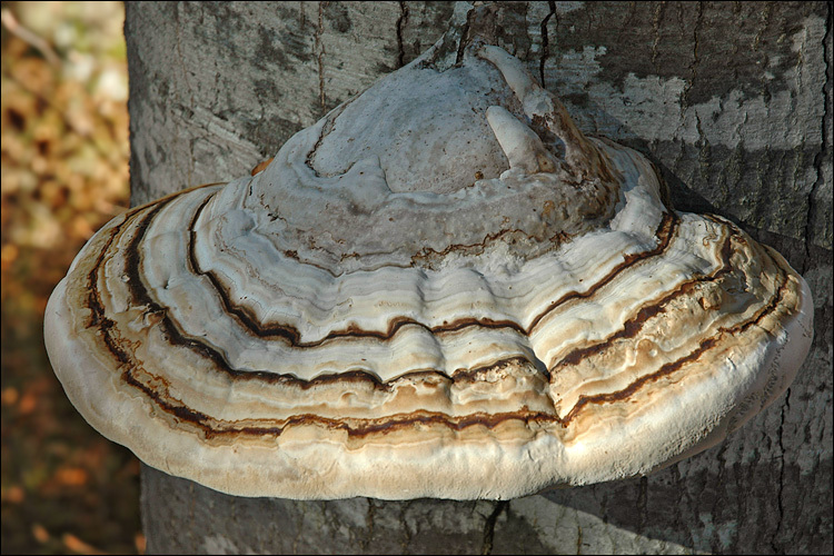 Imagem de Fomes fomentarius (L.) Fr. 1849