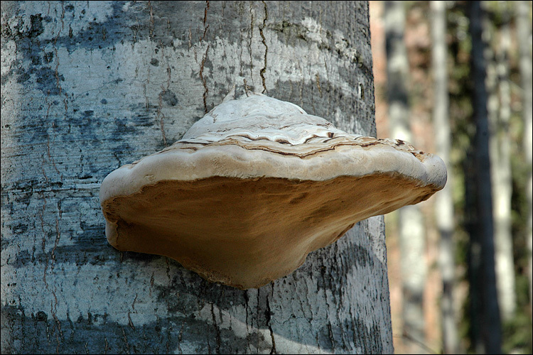 Imagem de Fomes fomentarius (L.) Fr. 1849