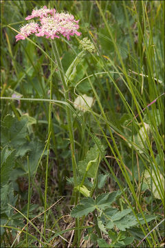 Plancia ëd Heracleum austriacum subsp. siifolium (Scop.) Nyman