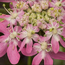 Image de Heracleum austriacum subsp. siifolium (Scop.) Nyman