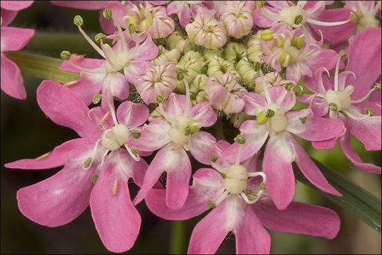 Image de Heracleum austriacum subsp. siifolium (Scop.) Nyman