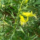 Image of Spotted Fuchsia-Bush