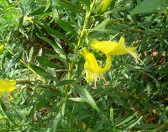 Imagem de Eremophila maculata (Ker-Gawler) F. Muell.