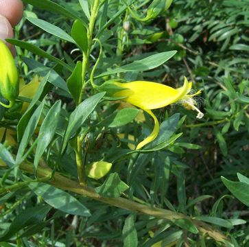 Image of Eremophila maculata (Ker-Gawler) F. Muell.