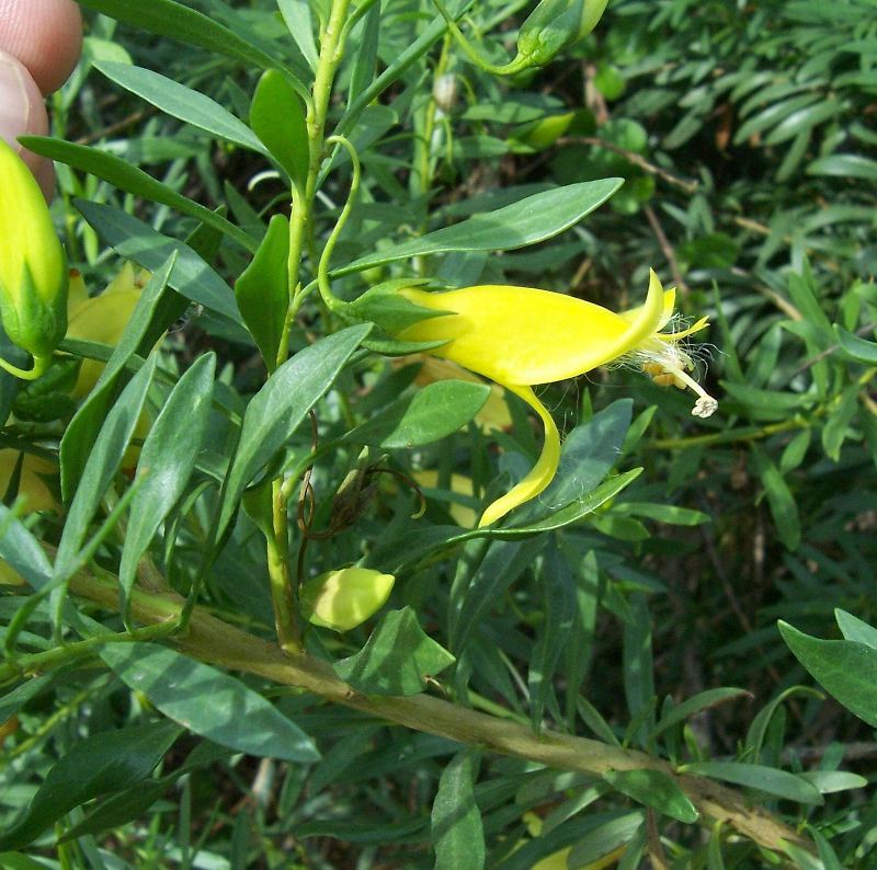 صورة Eremophila maculata (Ker-Gawler) F. Muell.