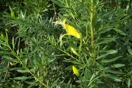 Imagem de Eremophila maculata (Ker-Gawler) F. Muell.