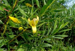 Image of Eremophila maculata (Ker-Gawler) F. Muell.