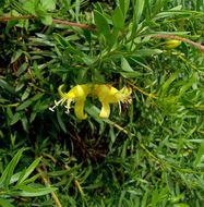 Image of Eremophila maculata (Ker-Gawler) F. Muell.