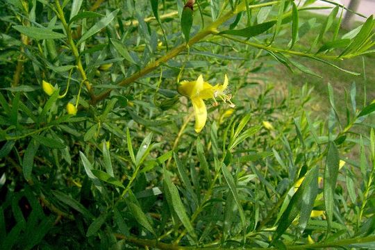 Imagem de Eremophila maculata (Ker-Gawler) F. Muell.