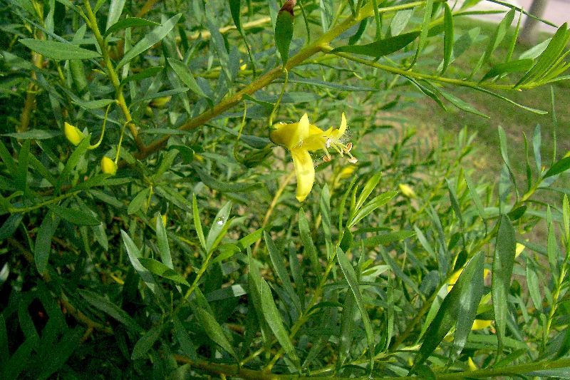 Image of Eremophila maculata (Ker-Gawler) F. Muell.