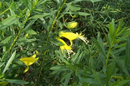 Image of Eremophila maculata (Ker-Gawler) F. Muell.