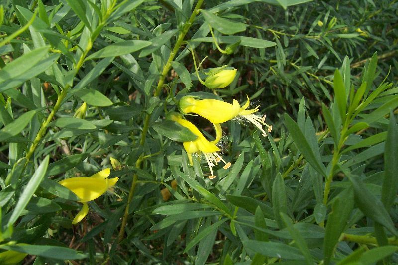 Imagem de Eremophila maculata (Ker-Gawler) F. Muell.