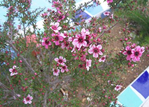 Imagem de Leptospermum scoparium Forst.