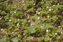 Image de Fraisier des bois