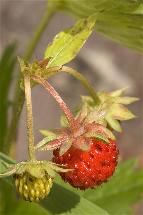 Image of woodland strawberry