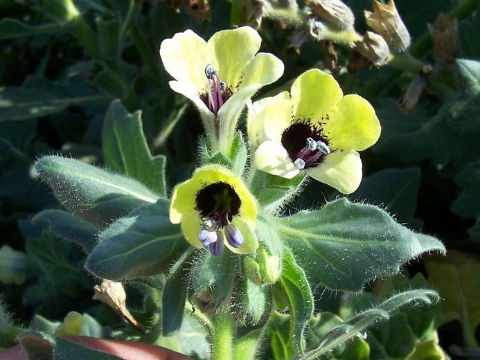 Image of white henbane