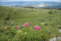 Image of Common Peony