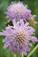 Слика од Knautia longifolia (Waldst. & Kit.) Koch