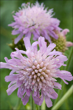 صورة Knautia longifolia (Waldst. & Kit.) Koch