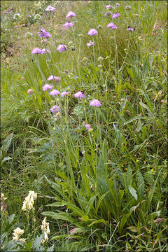 صورة Knautia longifolia (Waldst. & Kit.) Koch