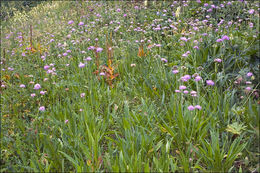 Слика од Knautia longifolia (Waldst. & Kit.) Koch