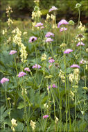 Слика од Knautia longifolia (Waldst. & Kit.) Koch