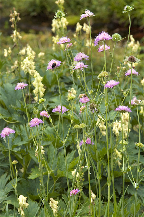 Слика од Knautia longifolia (Waldst. & Kit.) Koch