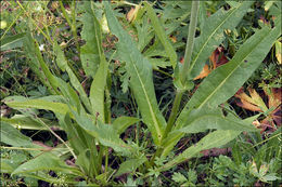 Слика од Knautia longifolia (Waldst. & Kit.) Koch