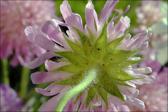 Слика од Knautia longifolia (Waldst. & Kit.) Koch