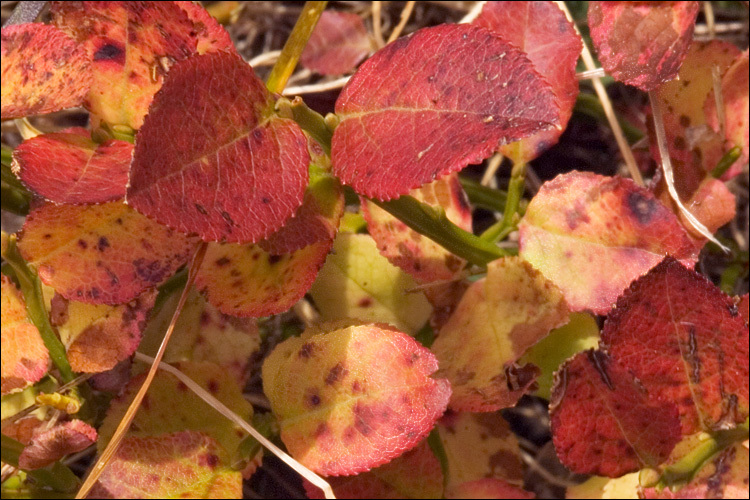 Image of bilberry